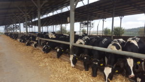 Ma'ale HaHamisha Dairy farm  - The cows