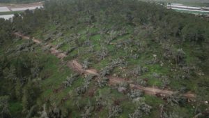 Fallen trees in HaMalachim forest, near Kiryat Gat