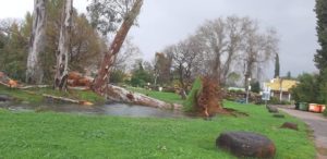 Fallen trees in Kibbutz HaGoshrim, this morning - Red sea trough