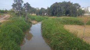 Looking on the area from east - the Yarkon curves to the right and in front there is a new concrete wall to allow  surplus to flow to the original route of the River (Sign 5 on the map) - Ten Mills