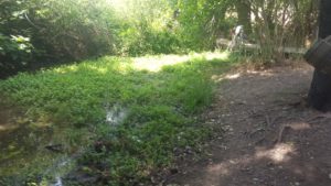 The edge of the small stream flowing down from the sring - Ein Tzur