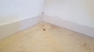 One dead cockroach in the corner of the room...