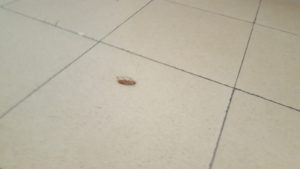 ...and one in the middle of the living room - cockroach