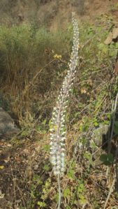 Drimia flower blooming