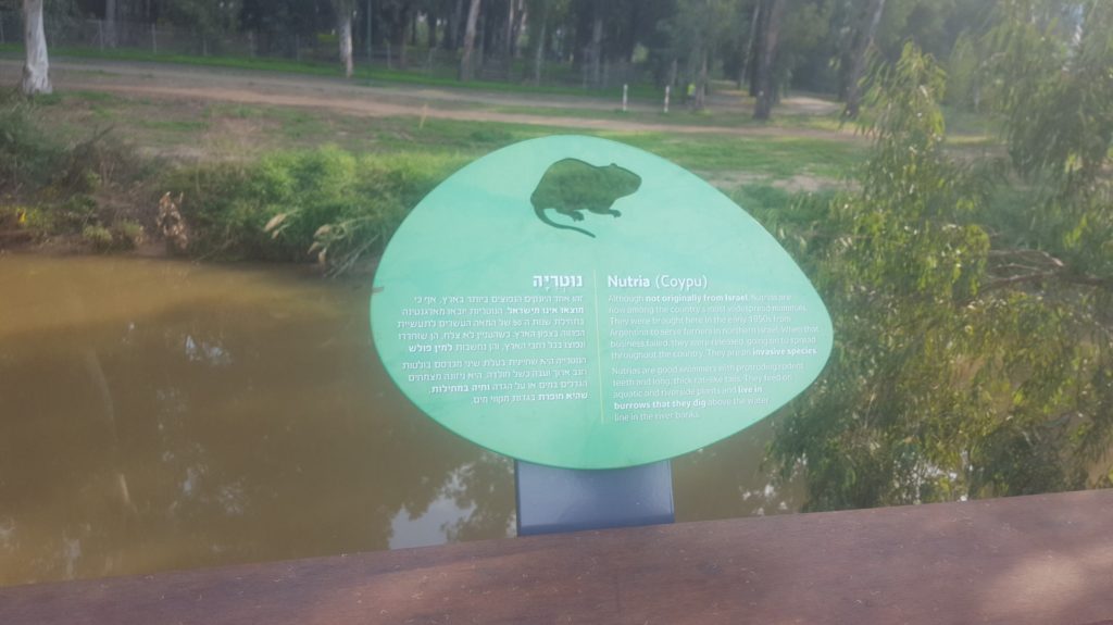 Some of the animals along along the Yarkon River: Nutria - Yonatan trail