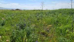 Blooming all over   - Upper Zavitan stream