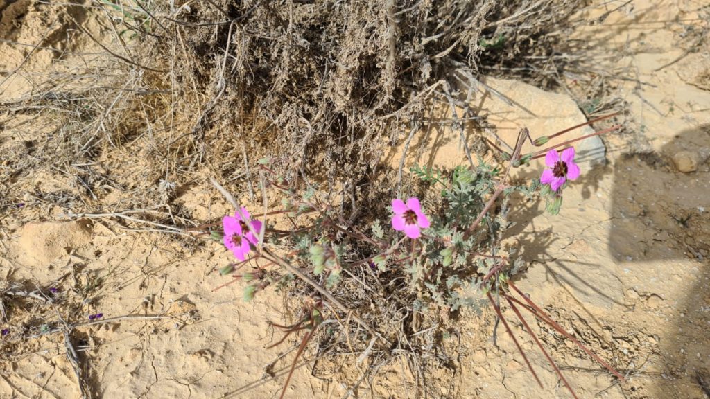 The blooming flowers around the campsite