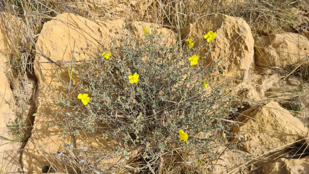 The blooming flowers around the campsite