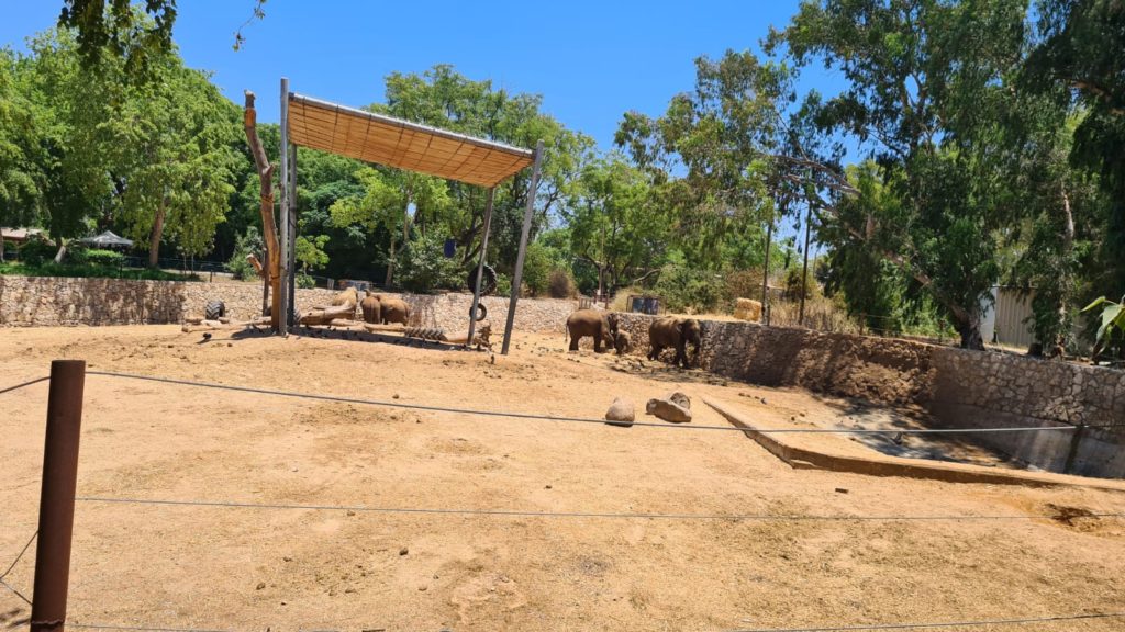 An Asian elephant (why isn't he out in the Safari?)