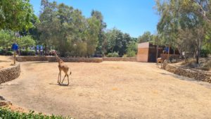 The rest of the Giraffes (I don't know why the are not out in the Safari area) - Safari