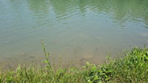 he Yarkon Labnon, an almost extinct endemic fish specie that was breed in  captivity and released to lakes and streams - Tel Afek