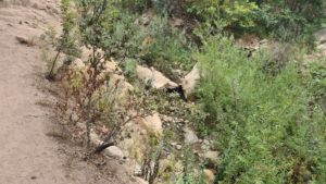 The stream from the hot springs canyon. At this point it is already cold.