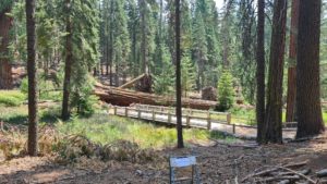 Fallen giants - Sequoia trees