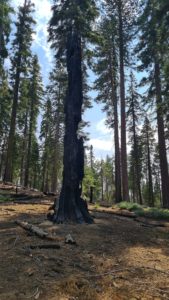 Just like pines, Sequoia trees reproduce by fire