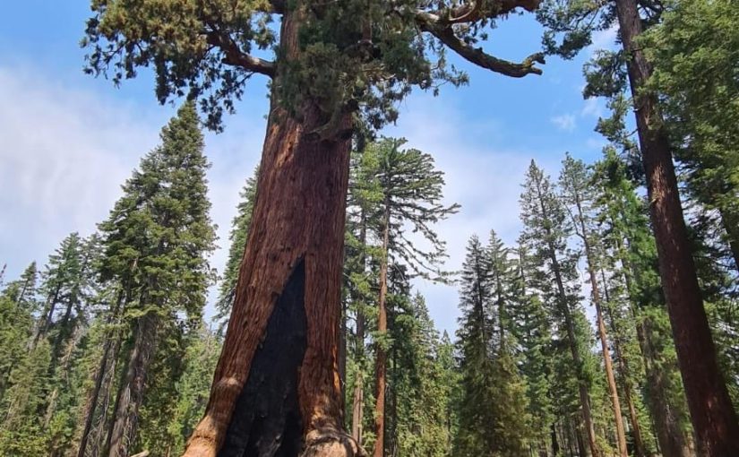 Sequoia trees 🌲