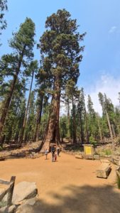 The California tree with the family - Sequoia trees