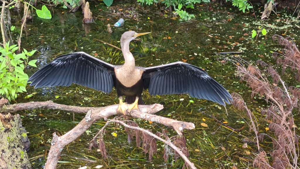 Sneak bird - when swimming and keeps its head up it looks like a sneak