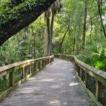 The trail wood bridge - Blue Spring
