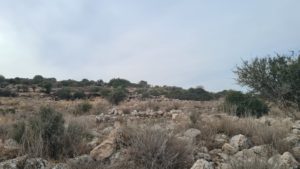 Goats herding around the site - Hurvat Midras