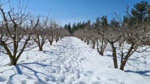 The snow in an apple grove in Golan heights.