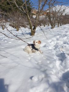 Xuxa enjoying the sun. Yesterday she refused to step on the snow, and now she pretty much OK with it.