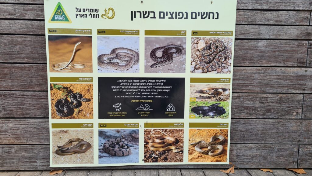 Common snakes in the Sharon