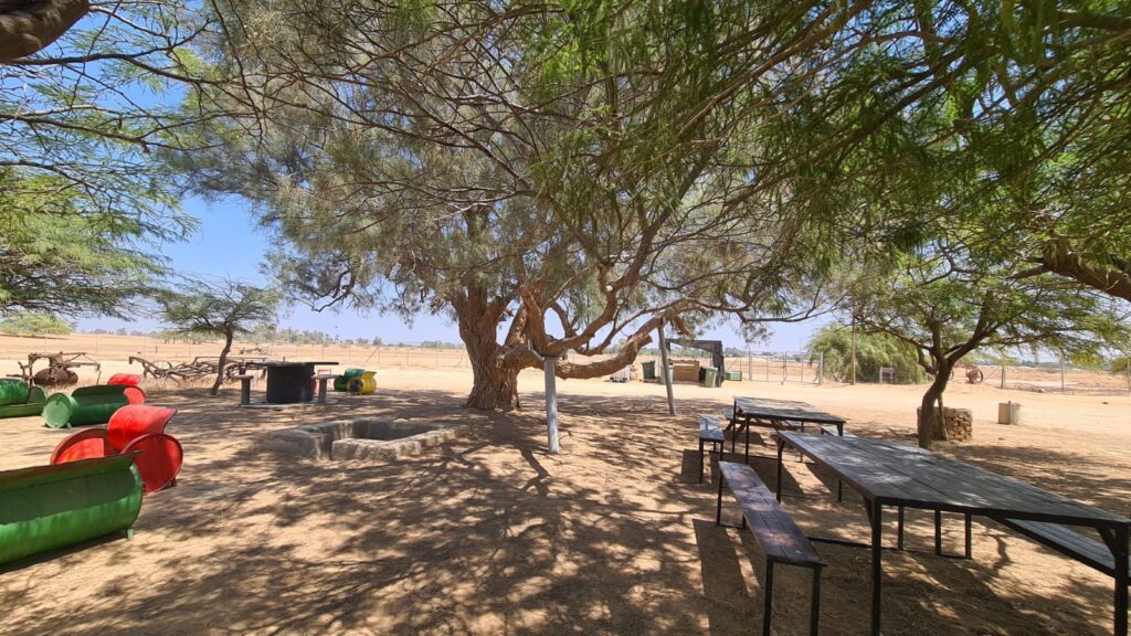 Tamarix experiment - on the left a natural grown tree (spread down on the ground, no supply shade but to used for defense) and on the middle and right a treated tree (hold up to supply shade). The second was planted by the only kid on site on 1943 - Noa.