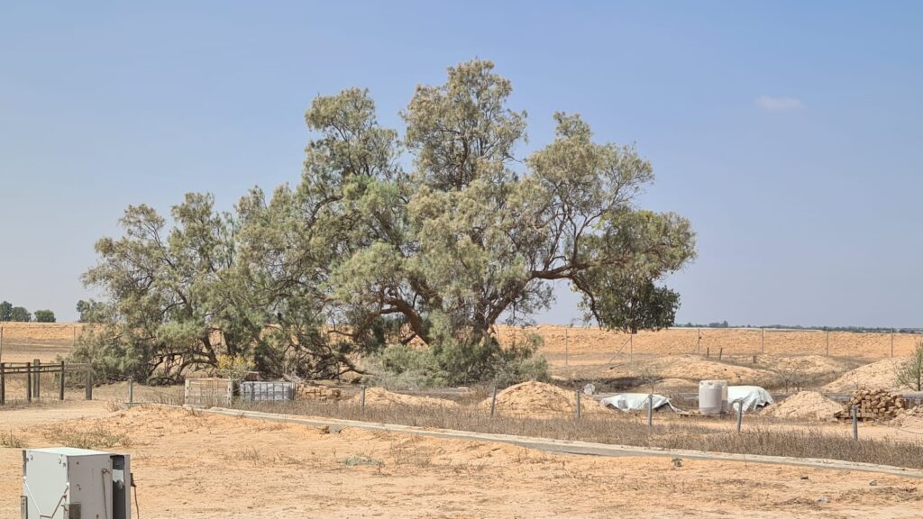 Tamarix experiment - on the left a natural grown tree (spread down on the ground, no supply shade but to used for defense) and on the middle and right a treated tree (hold up to supply shade). The second was planted by the only kid on site on 1943 - Noa.