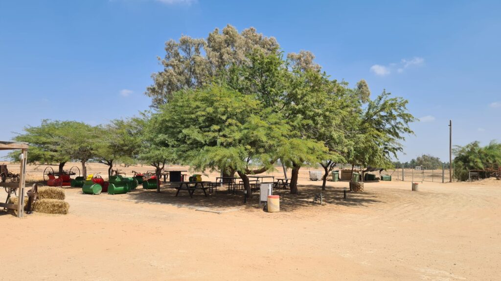 Tamarix experiment - on the left a natural grown tree (spread down on the ground, no supply shade but to used for defense) and on the middle and right a treated tree (hold up to supply shade). The second was planted by the only kid on site on 1943 - Noa.