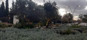 Yellow ribbons around the olive trees in the entrance to Har Adar