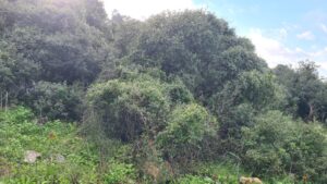 An oak tree with mastic scrub