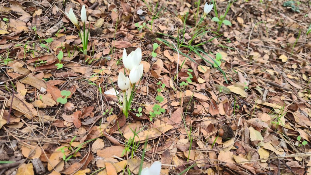 Crocus hyemalis - Mukhraqa