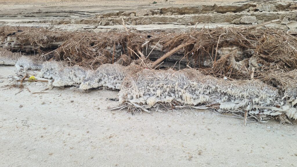 Logs and plants covered with salt