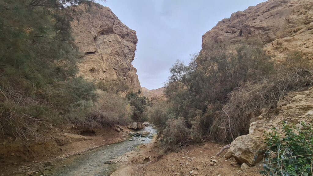 Looking up the stream